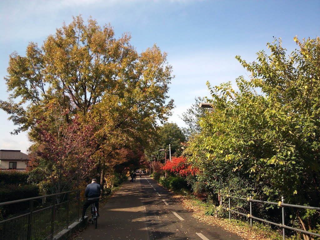 関前　多摩湖自転車道, Кодаира