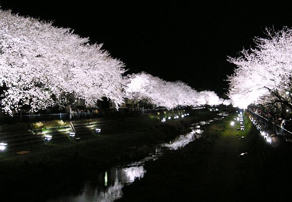 野川の桜ライトアップ　Nogawa Cherry blossom Lighting, Митака