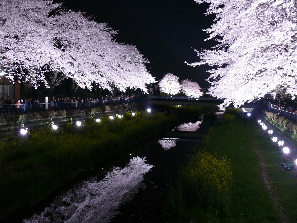 野川　桜ライトアップ2010, Митака