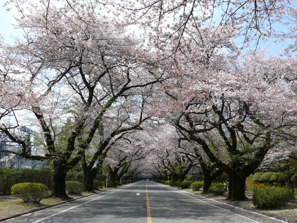 ICUの桜並木, Митака
