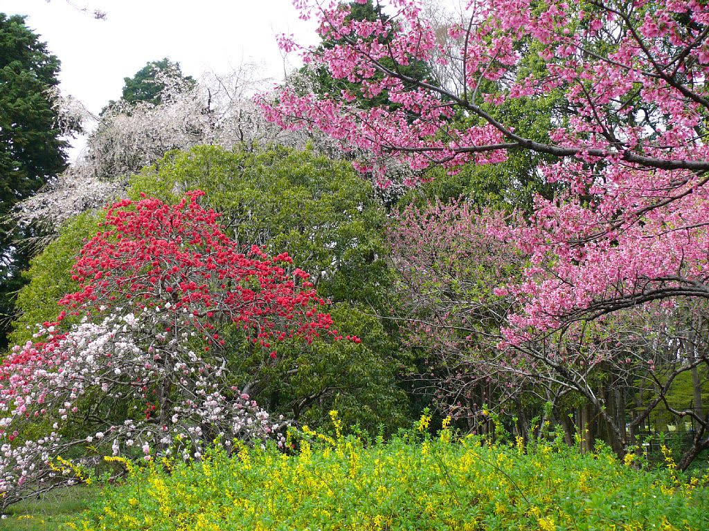 神代植物公園, Митака