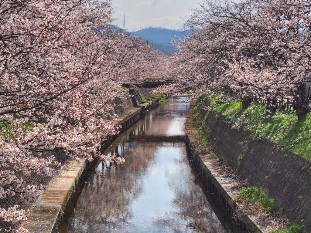 立川町の桜並木, Йонаго