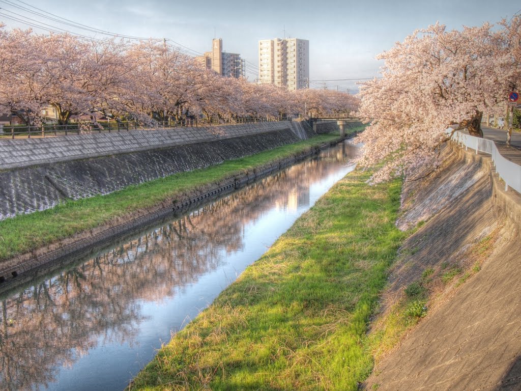 旧袋川の桜並木, Курэйоши
