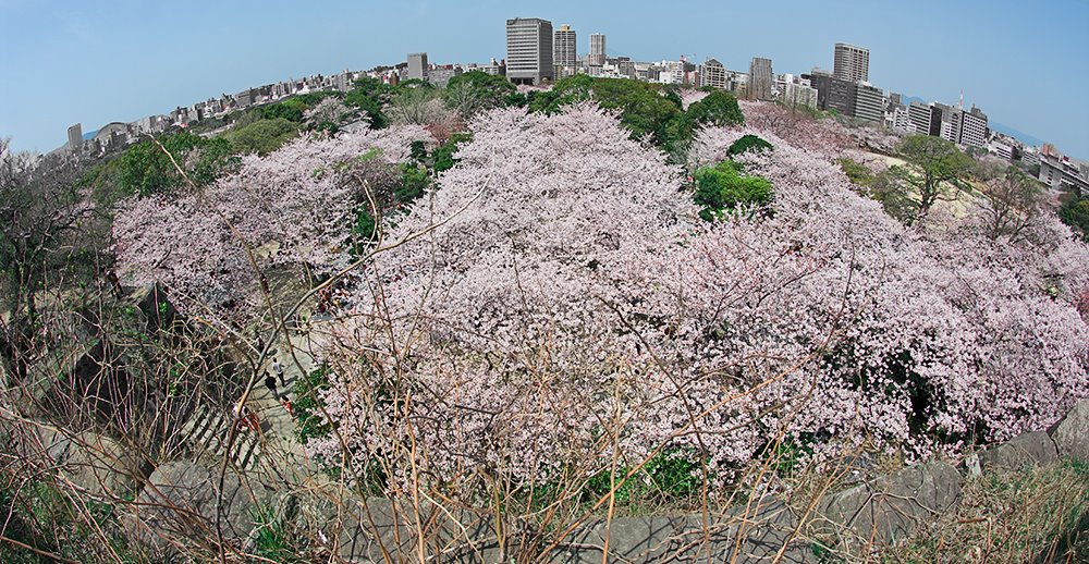 Cherry-blossom viewing from the ruin of Fukuoka castle, Китакиушу