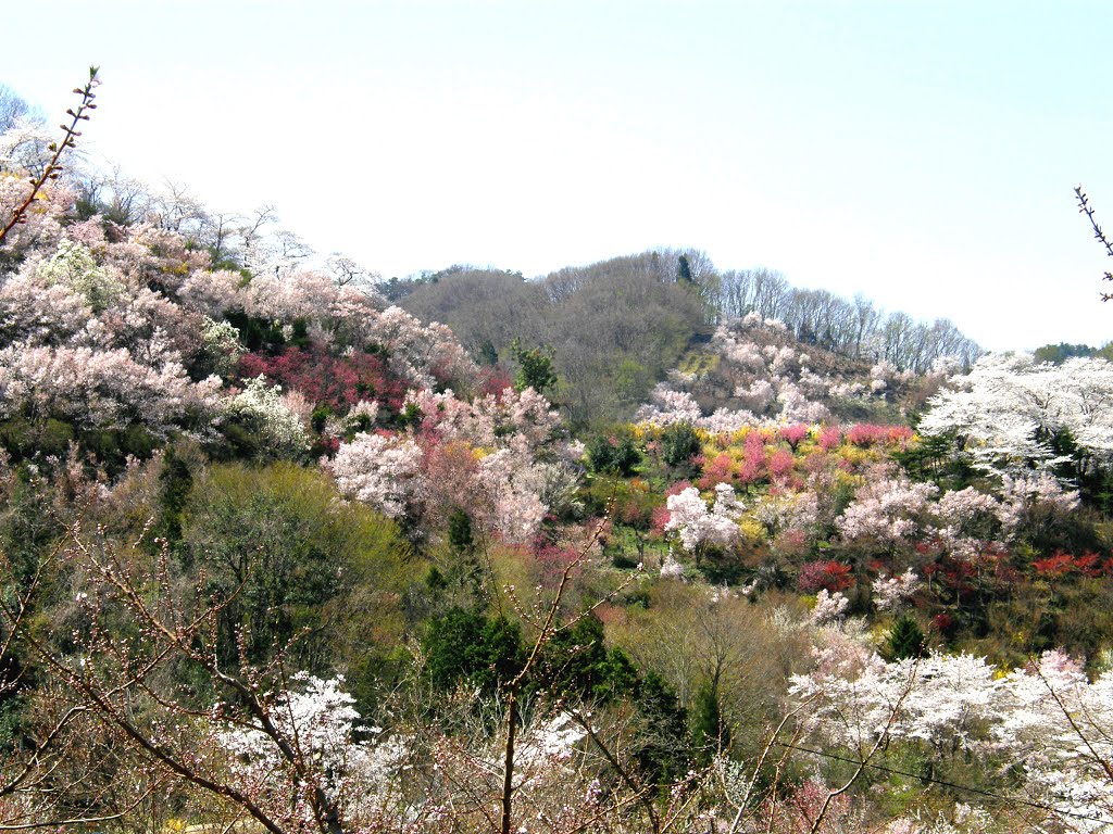 Sakura&Spring Flowers of Hanamiyama @ Fkushima Japan, Иваки
