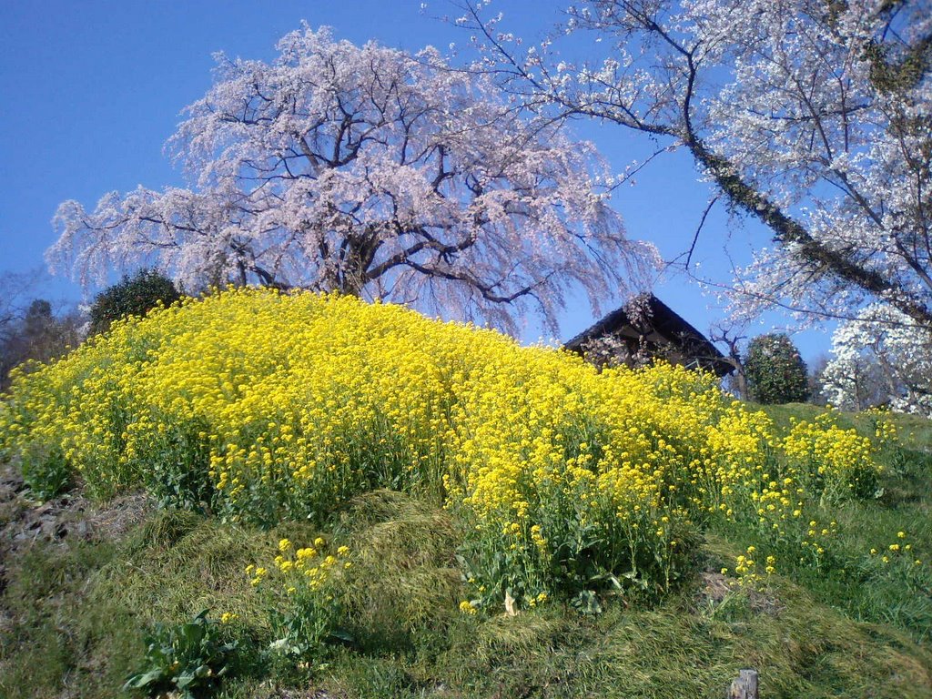 花見山の近く　FukusimaCity near the Hanamiyama, Иваки