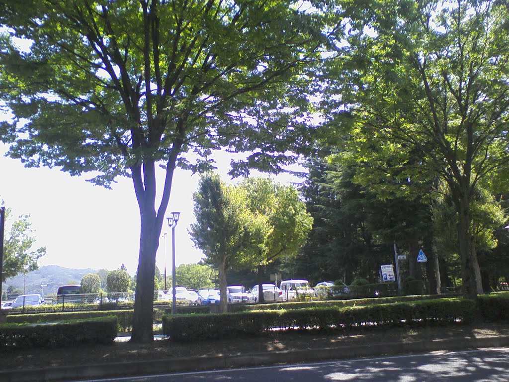 shade of tree, Иваки