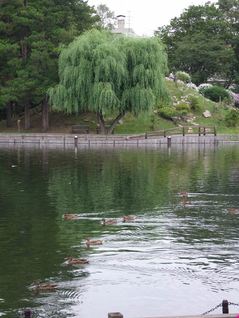 Willow beside the chidorigaike pond, Асахигава