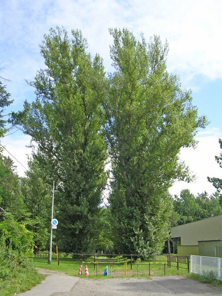 Poplar trees in Notsukeushi park 野付牛公園のポプラ, Китами