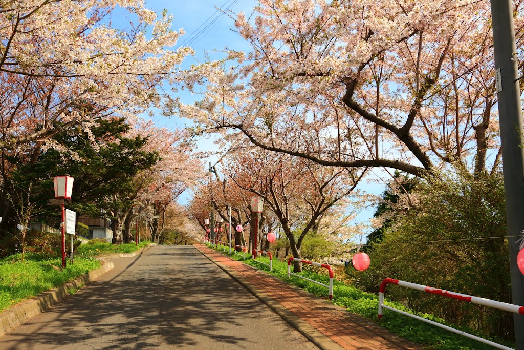 Bokoi-fuji in the cherry blossoms,Japan, Муроран