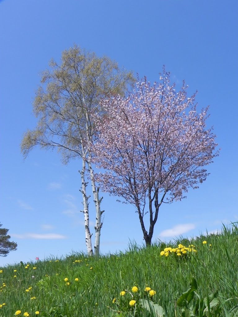 春の色（Spring color）, Обихиро