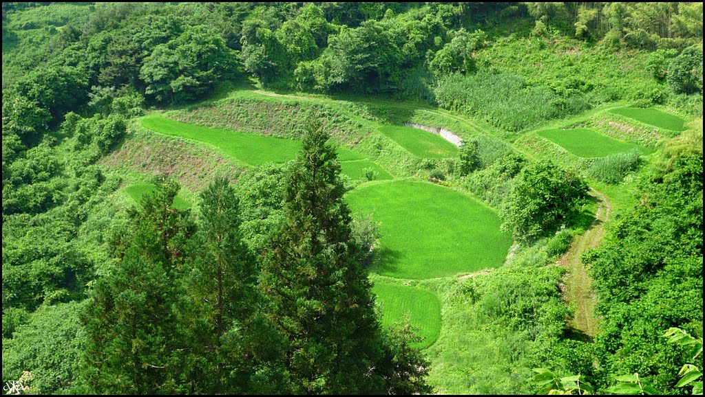 Ricefields at Ogawa Village (Summer), Нишиномия