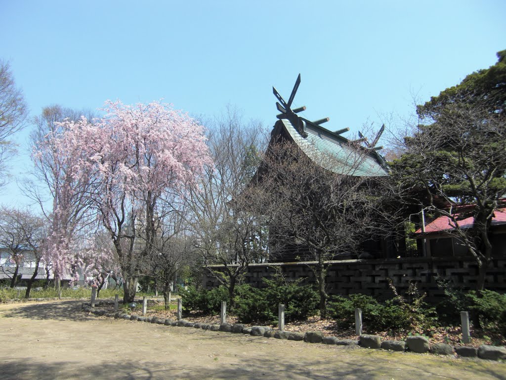 六椹八幡宮御本殿と桜、Mutsukunugi-Hachmangu shrine honden and Cherry blossom, Иамагата