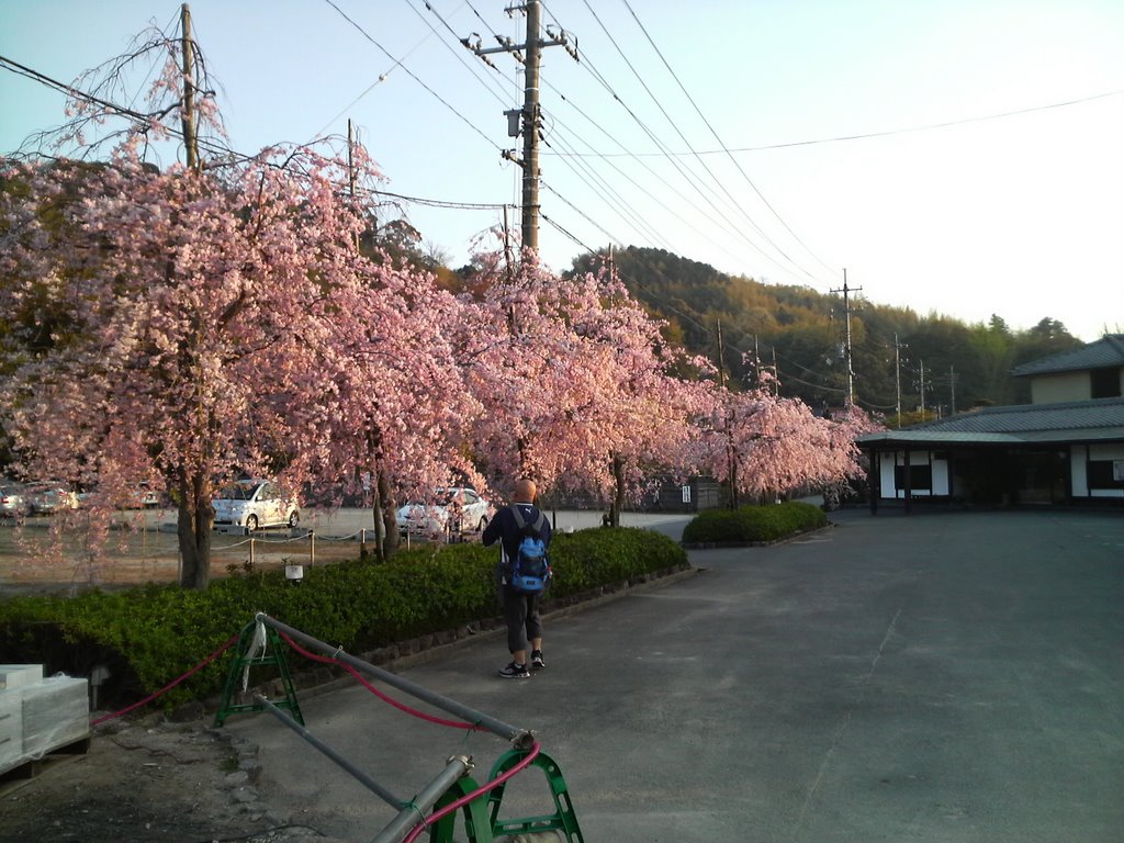 豆子郎館資料館前の桜, Токуиама