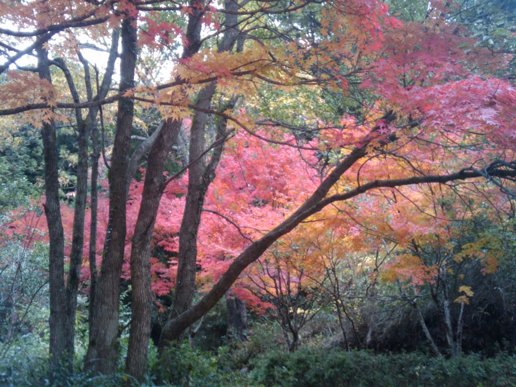 紅葉, Токуиама