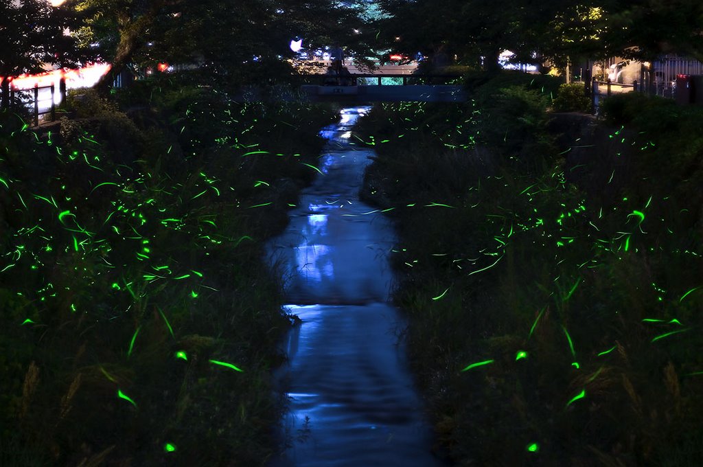 Ichinosaka River and Fireflies, Шимоносеки