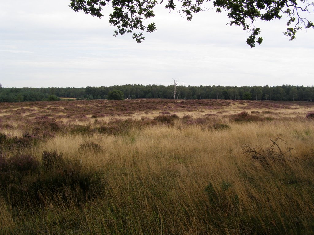 Deelerwoud (Kleine Heide), Апельдоорн
