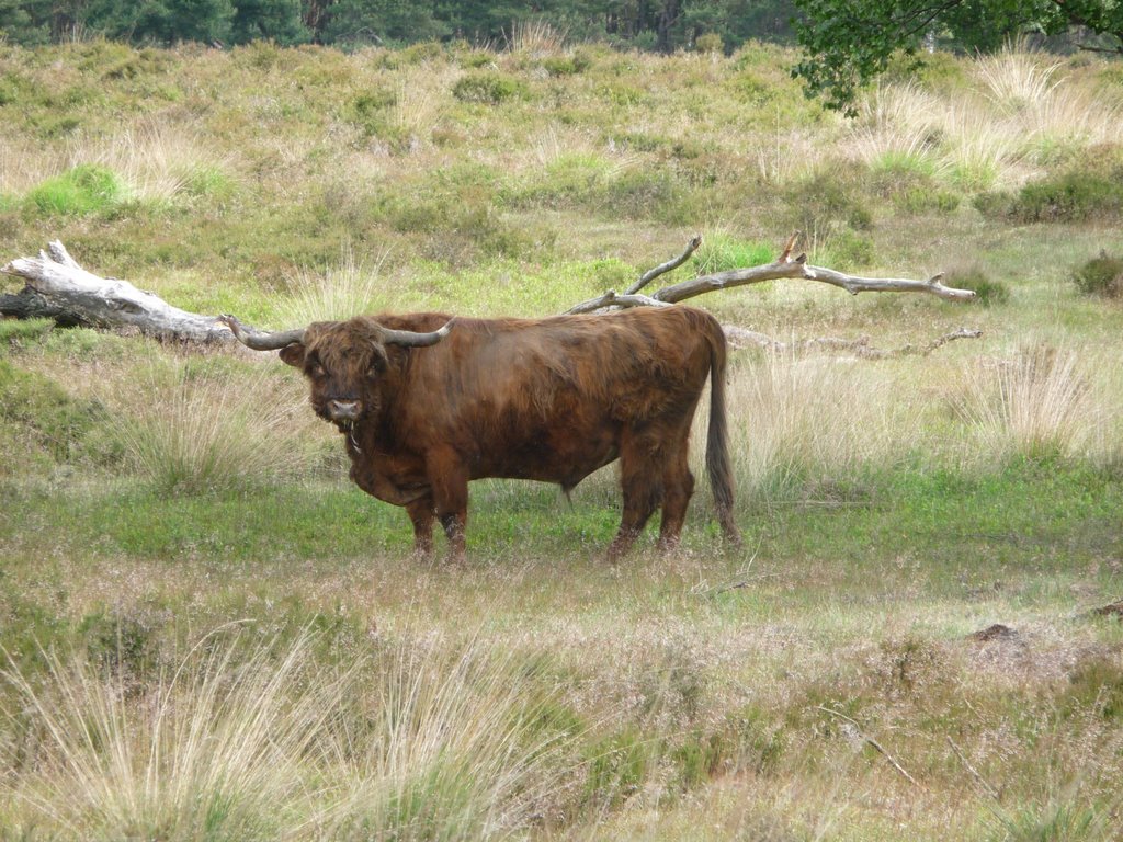 Schotse Hooglander in Deelerwoud near Arnhem. Although they look very impressive, they are always curious and friendly for quiet walkers. Free entrance!, Апельдоорн