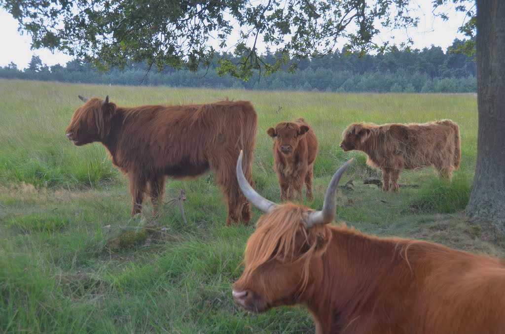 The new generation Scottisch cows at Deelerwoud can be seen at 17 August 2013, Апельдоорн