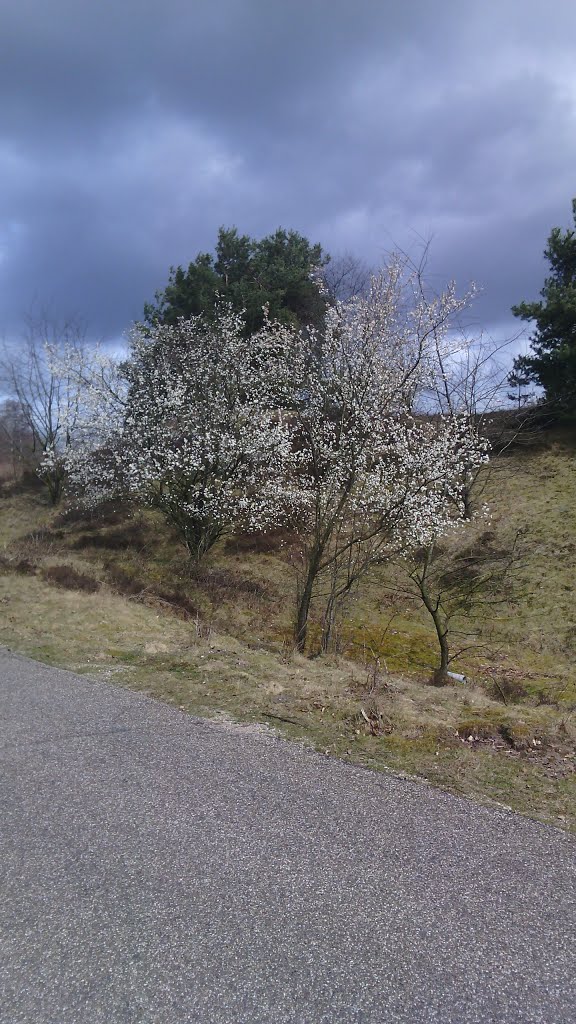 Bloeiende Bomen bij Terlet, Арнхем