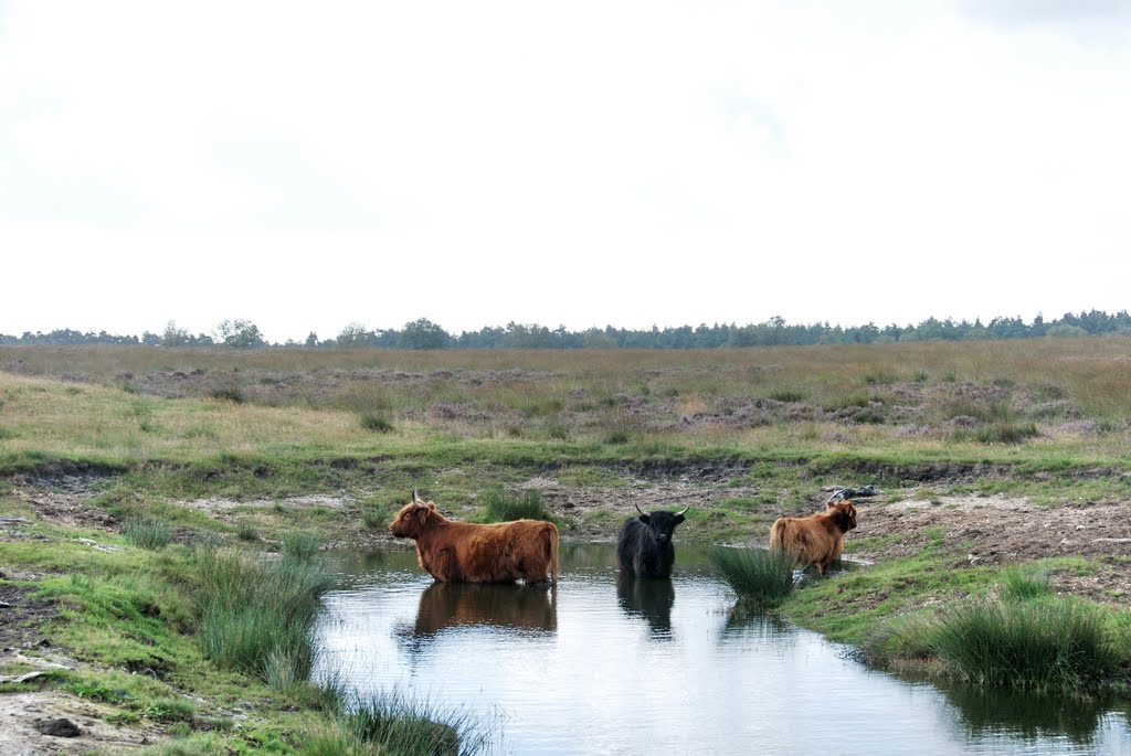 Young "Scottisch Cows"defending their pond at Deelerwoud Arnhem, Арнхем