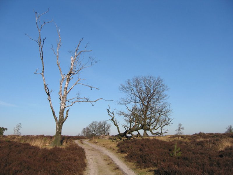 Dode bomen in natuurgebied Deelerwoud, Арнхем