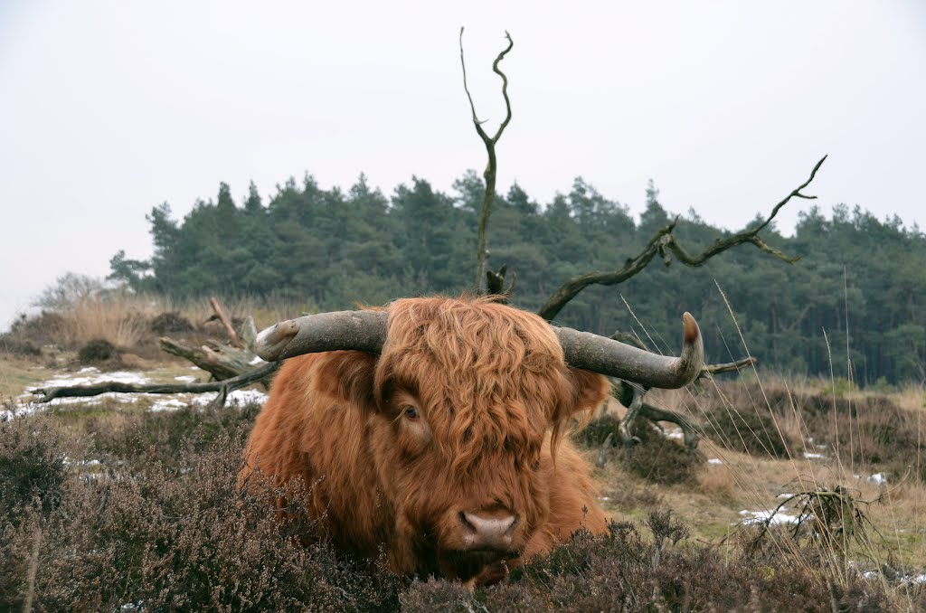 Teenager "Scottisch cow"at Deelerwoud isnt afraid at all! Perhaps he knows the photografer!!, Арнхем