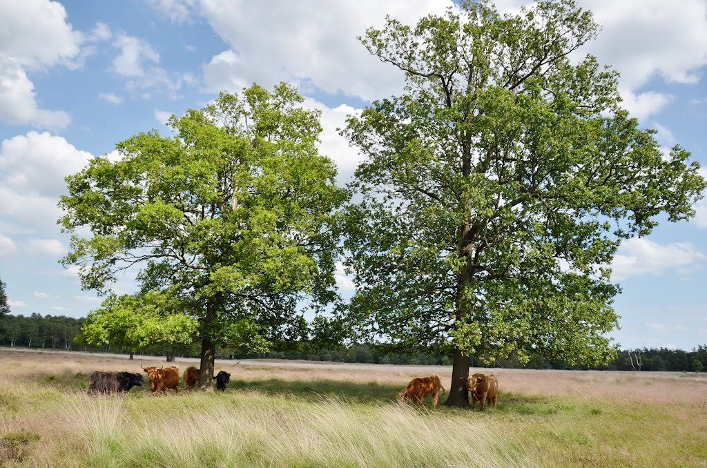The Scottisch cows are not used to sunshine and hot temperatures. They stay in the shadow of the trees at Deelerwoud, Нижмеген