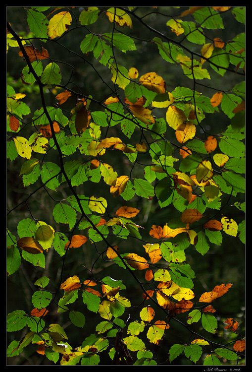 Autumn Leaves, Реден