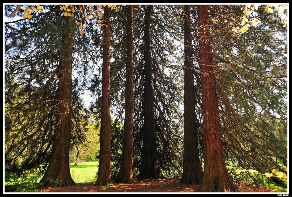 Mammoetbomen (Sequoiadendron giganteum), Реден