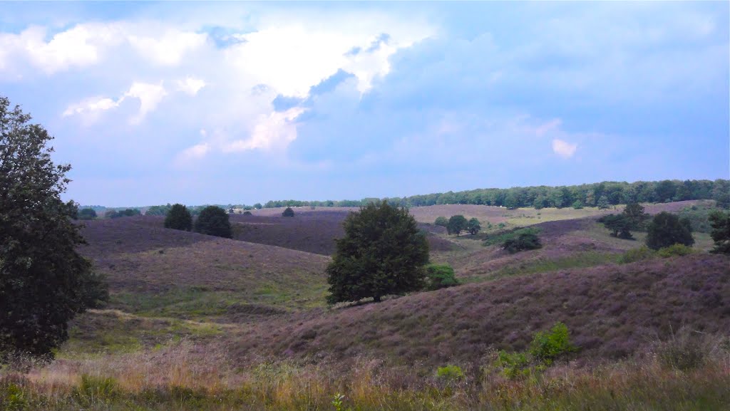 Fields ful of Heath / Felder voller Heide, Реден