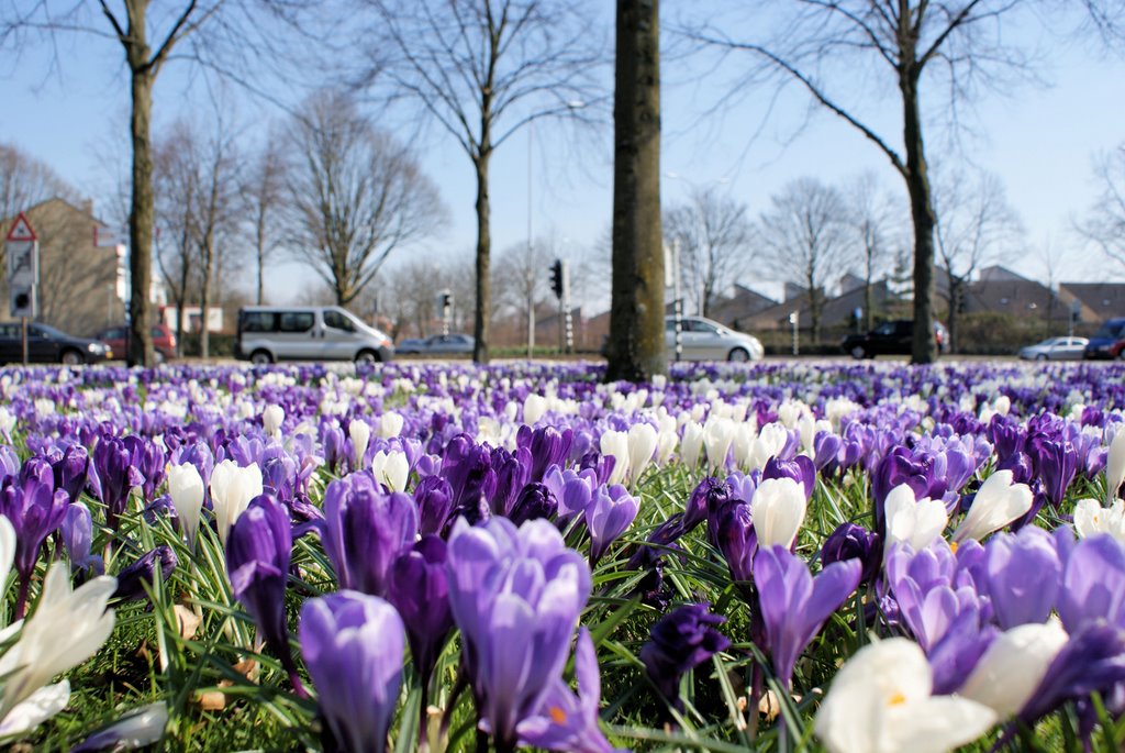 Venlo - Spring / Lente, Венло