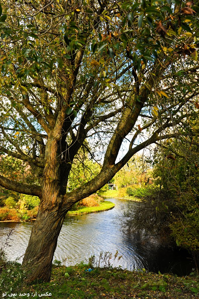 tree & river, Венло