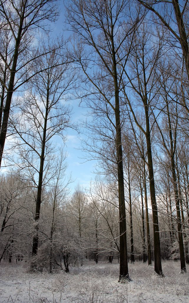 Winter in "t Brook", Керкрад