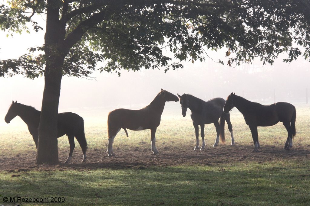 Paarden in de mist, Альмело