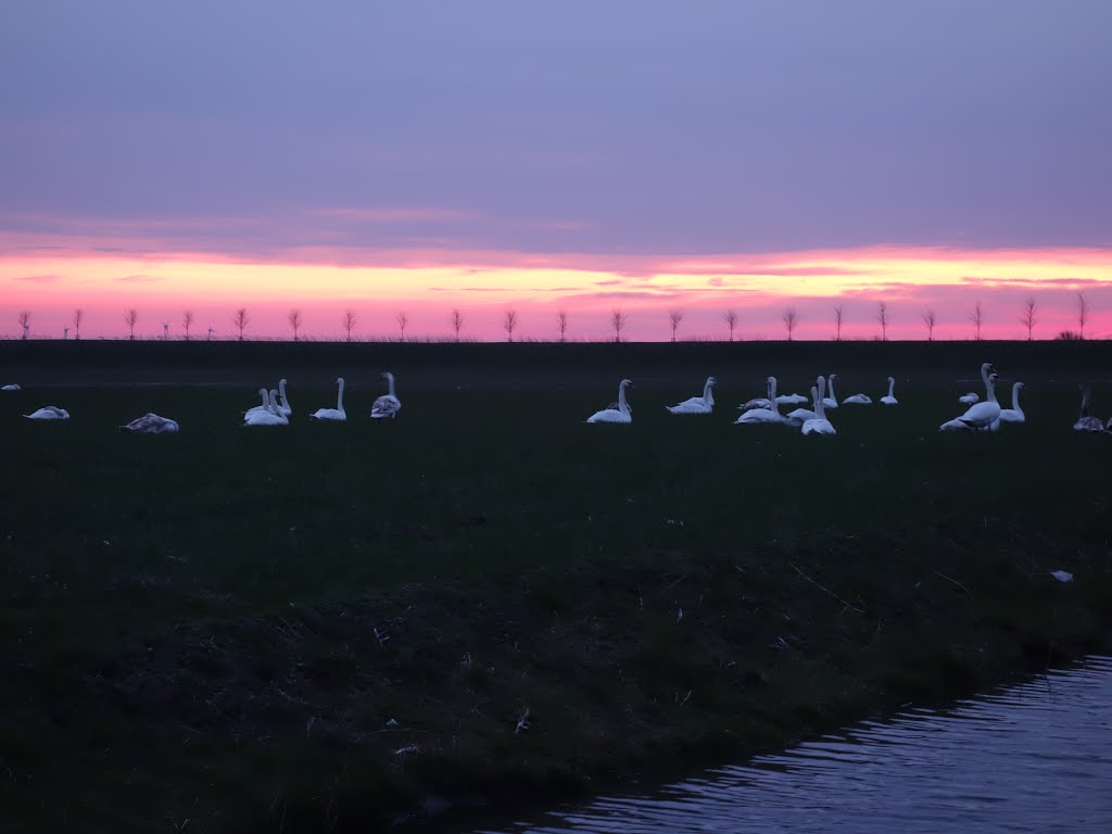 Swans @ Noordbeemster, The Netherlands, Алькмаар