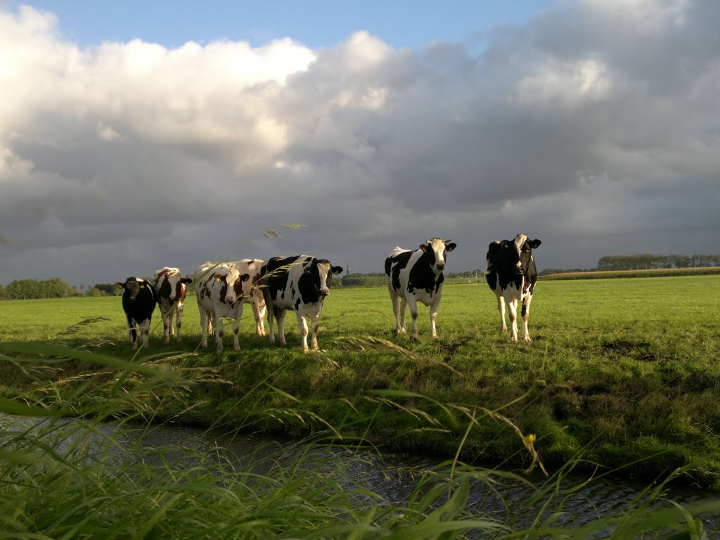 Take a look at us now, fresh milk !, Алькмаар