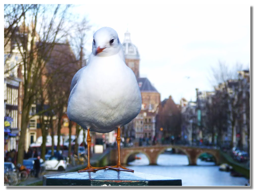 spostati che non vedo!, Амстердам