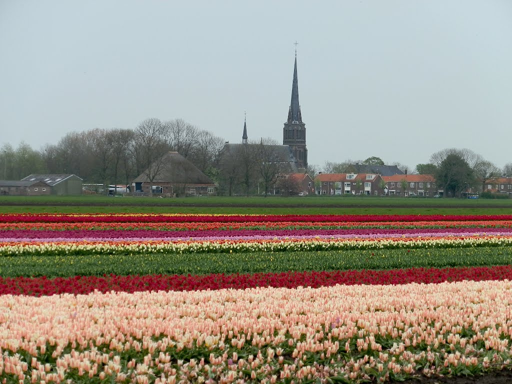 tulips field, Westbeemster, Netherlands, Хаарлем