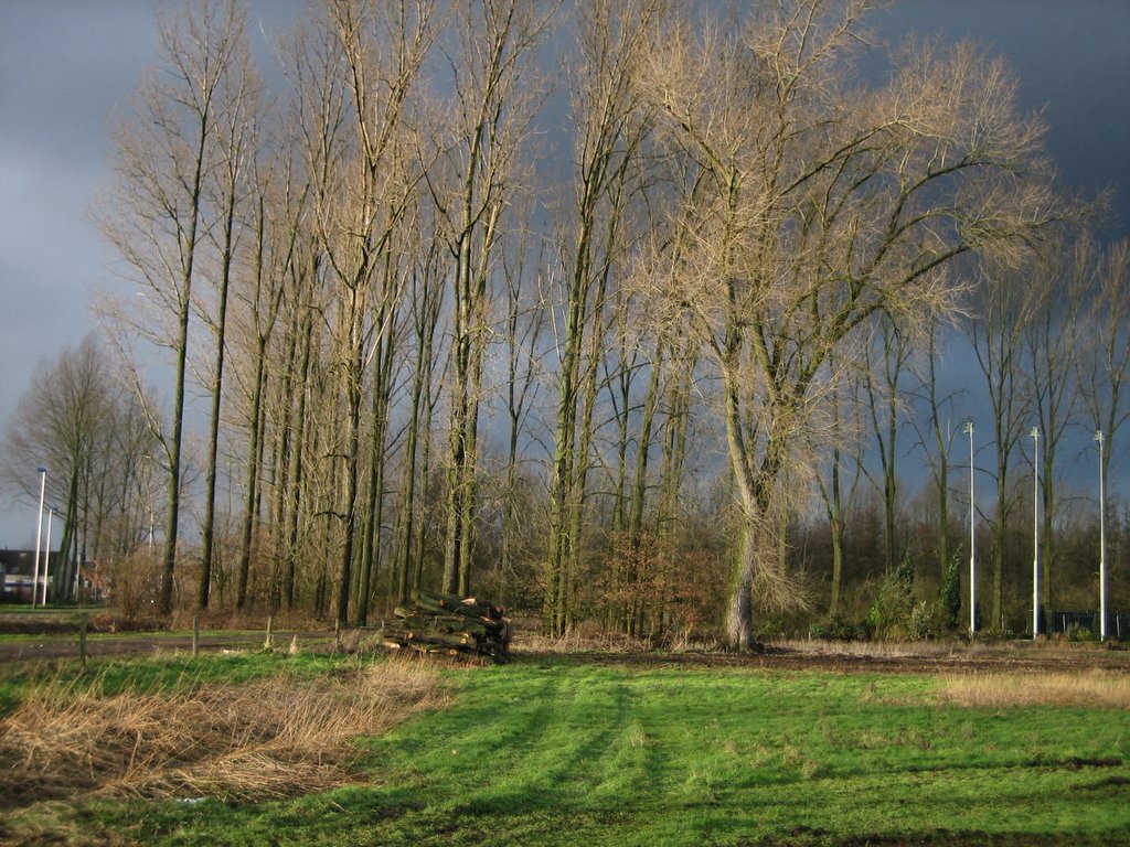 After the rain, Trees, Heeklaan, Mierlo-hout, Helmond, Хелмонд