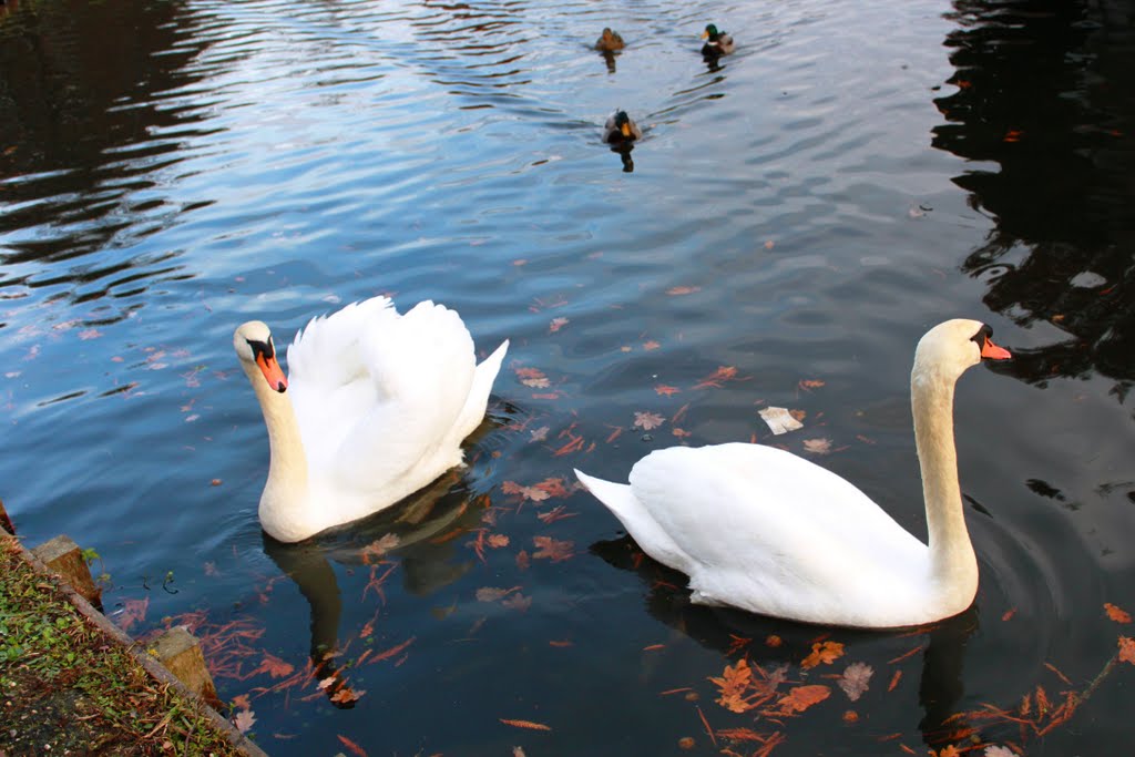 Swans and ducks, Хелмонд