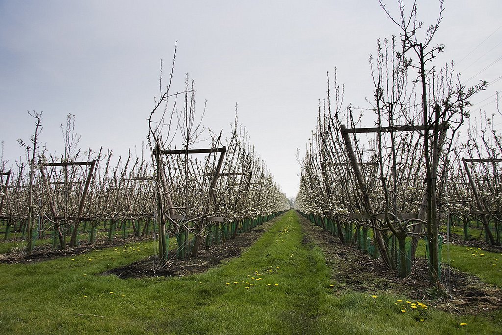 Orchard, Mierlo-Hout, Хелмонд