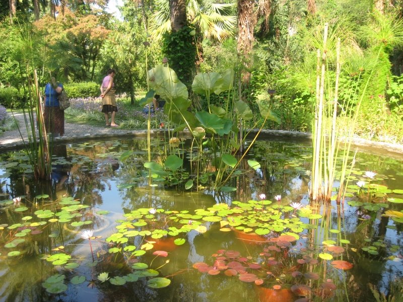 soxumis botanikuri bagi (2009), Авадхара
