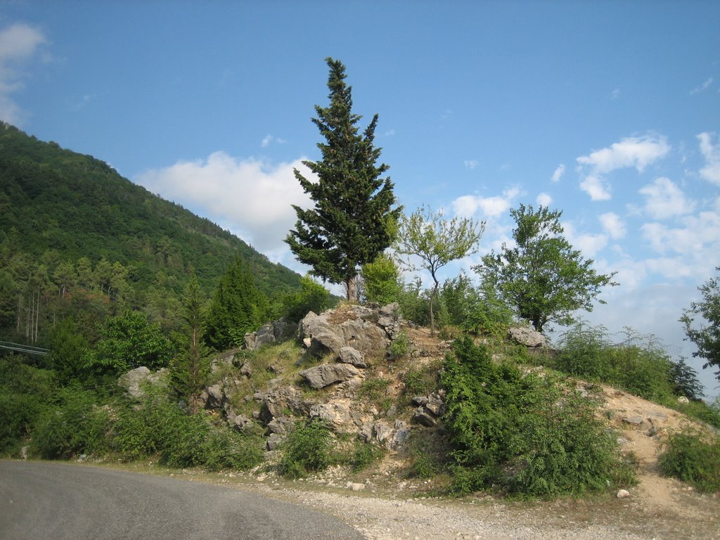 Rigertail spruce (Ель), Гагра