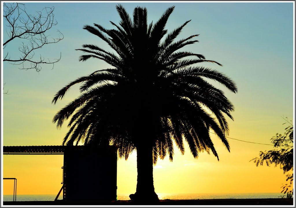 The palm tree silhouette. Autumnal evening in the Gagra., Гагра