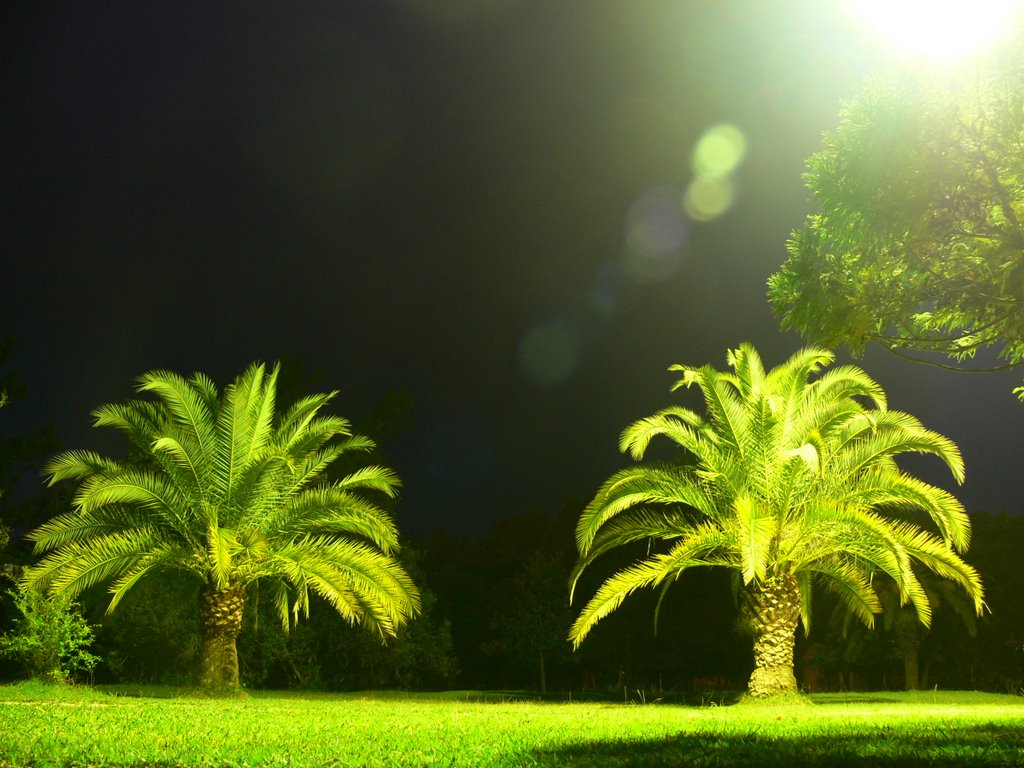 Финиковые пальмы рядом с Пицундским храмом - ночью, Пицунда