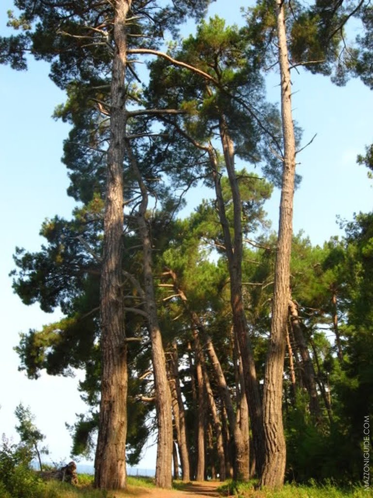 Роща Пицундской сосны | Pinus pityusa grove, Пицунда