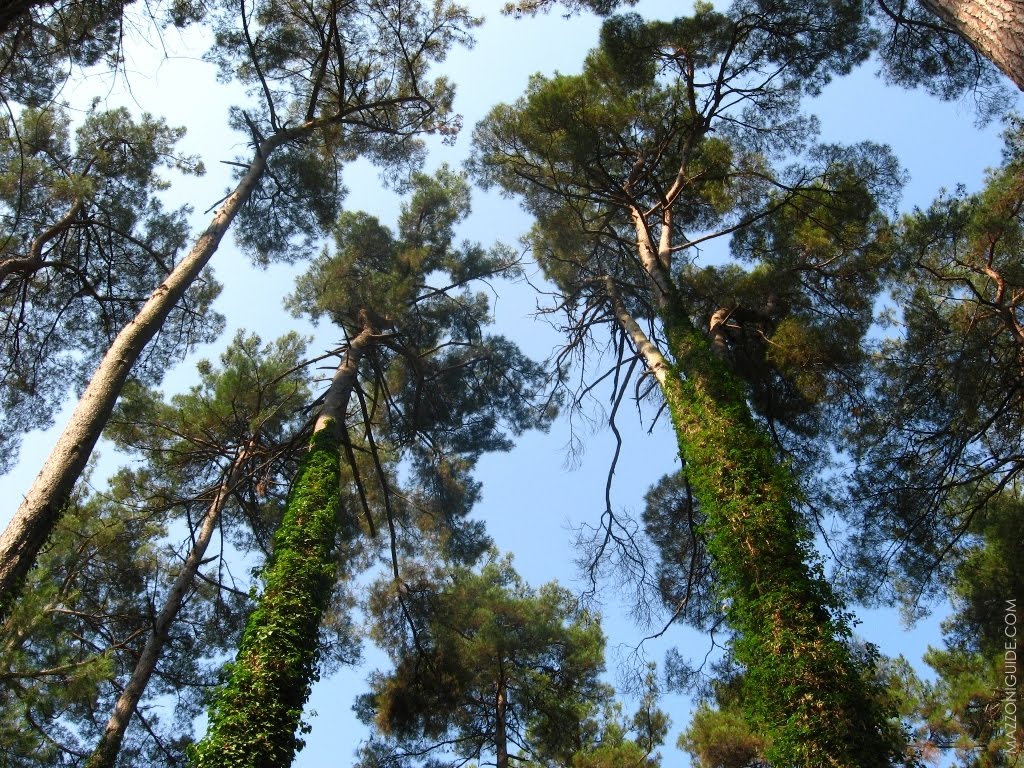 Роща пицундской сосны | Pinus pityusa grove, Пицунда