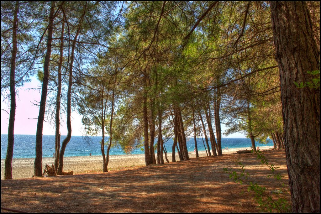 Beach under the pine trees., Пицунда