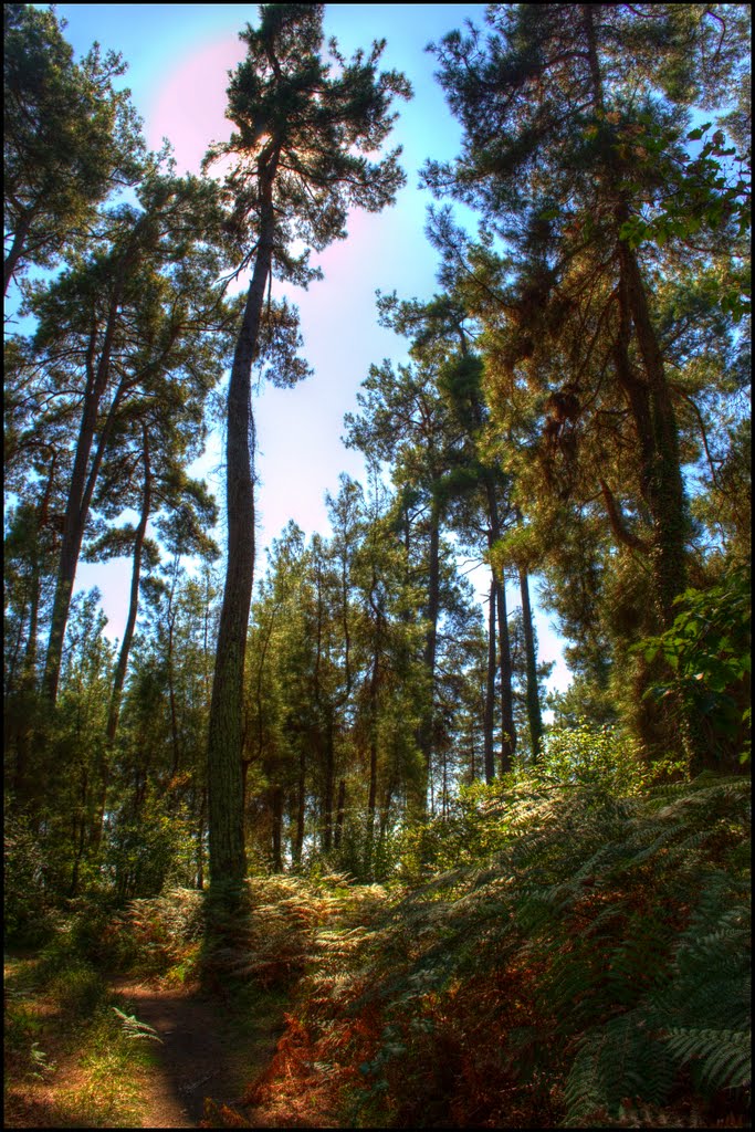 Forest under the sun., Пицунда